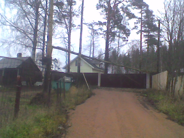 Упавшее дерево